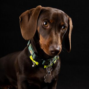 pet-photography-perth-dogs Portrait of a small Dachshund puppy